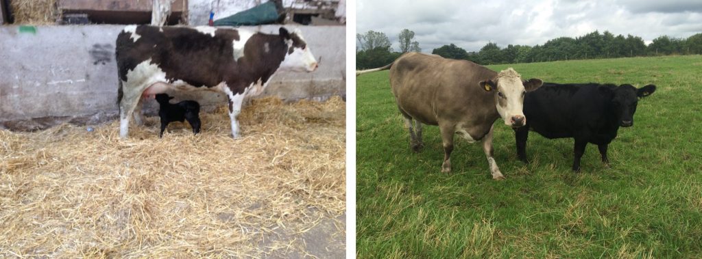 Compton Holly with mother at birth | Crompton Holly at 2 Years Old